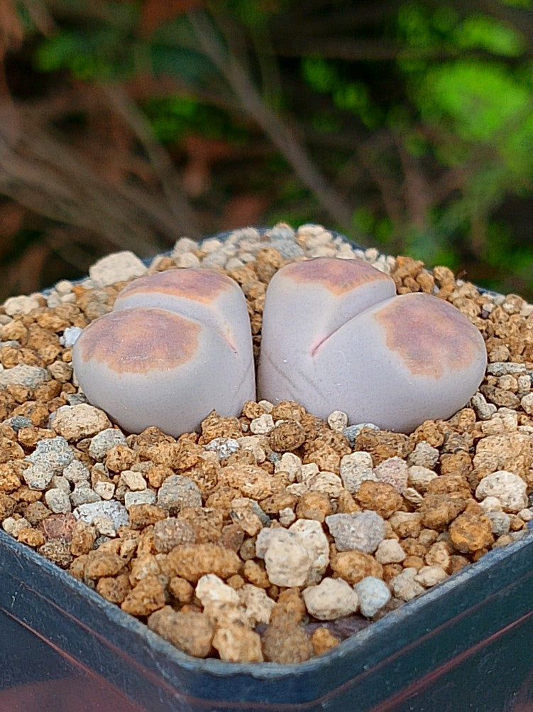 Lithops Karasmontana  | 2 cabezas