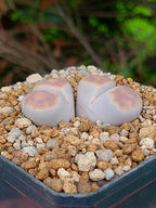 Lithops Karasmontana  | 2 cabezas