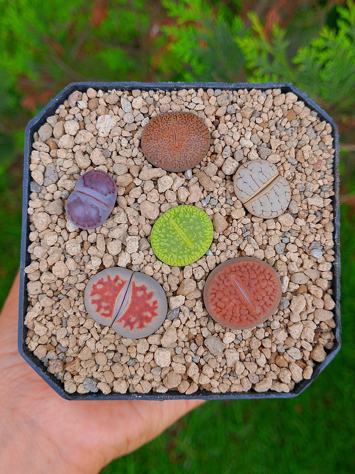 Paquete lithops cultivares S | maceta de 3.5"