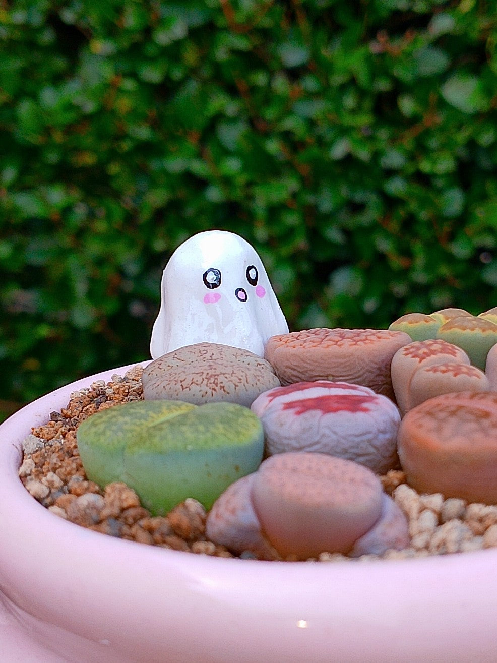Paquete lithops Mix - Caldero fantasma