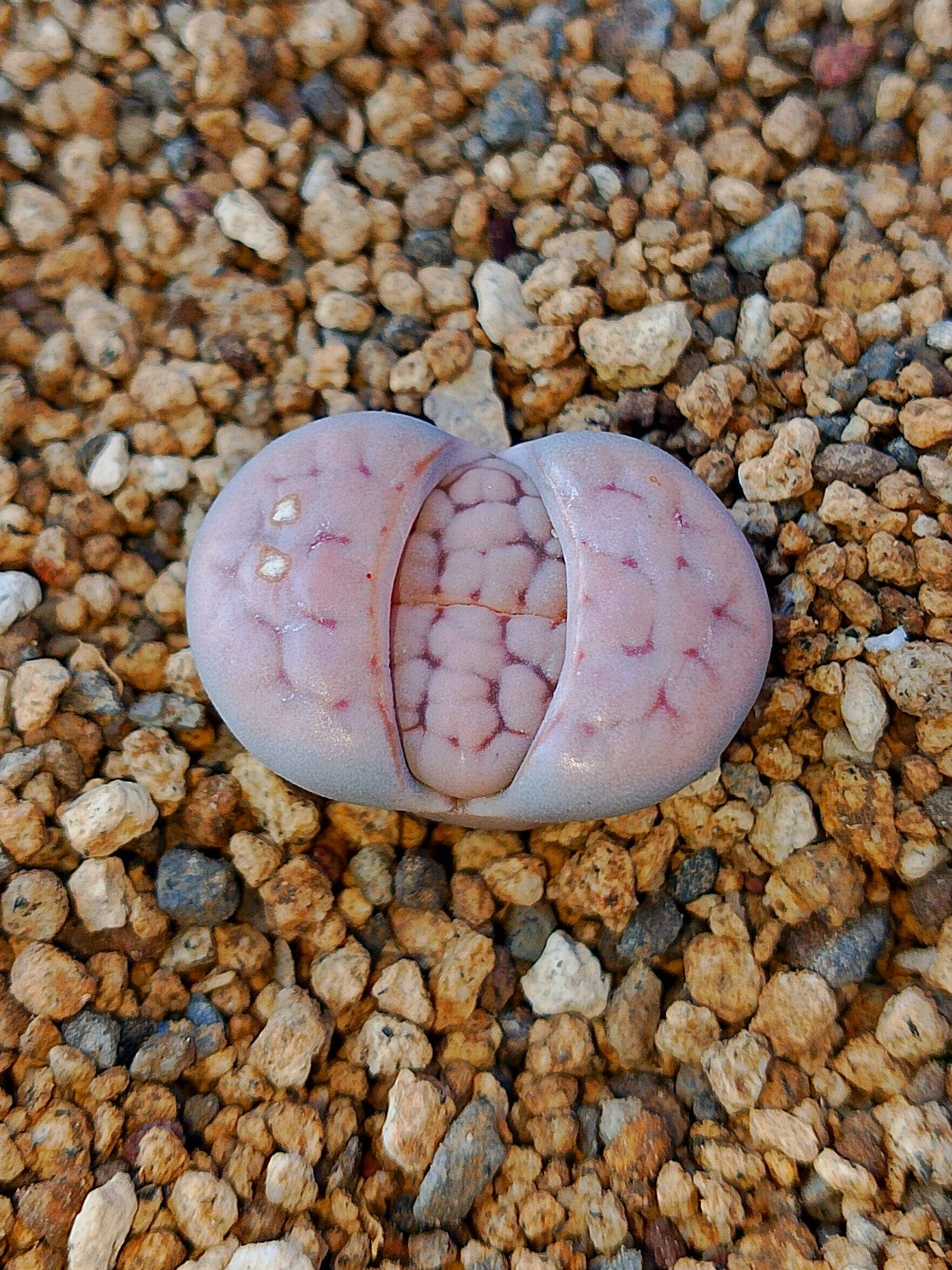 C227 	Lithops karasmontana ssp. karasmontana v. karasmontana (syn. jacobseniana)