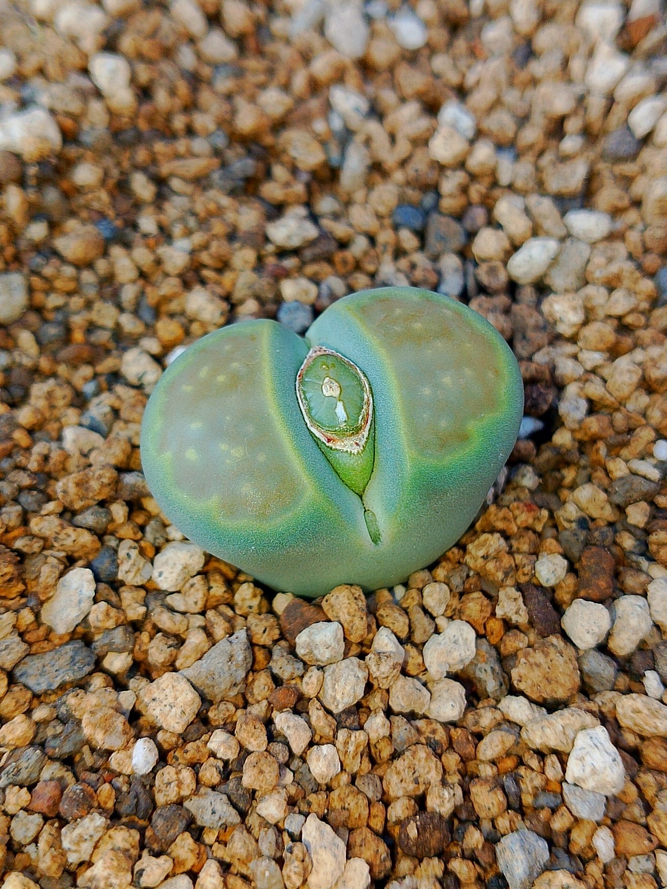 C111A Lithops hallii v. ochracea 'Green Soapstone'