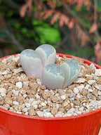 Lithops Helmutii | 2 cabezas