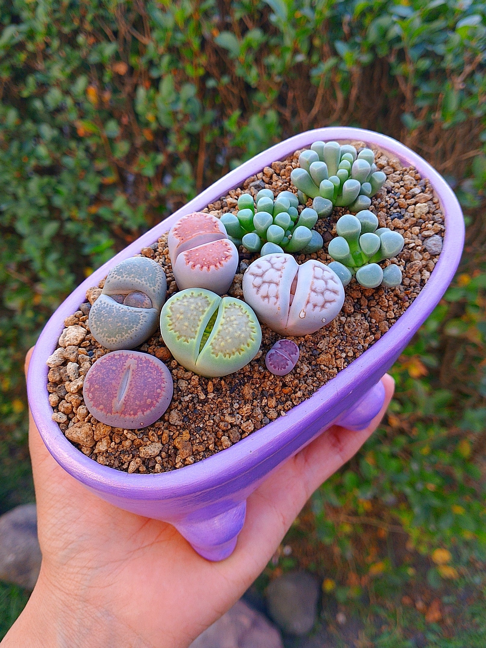 Paquete Lithops Premium - bañera