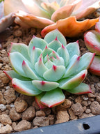 Echeveria Tippy | Maceta 3"