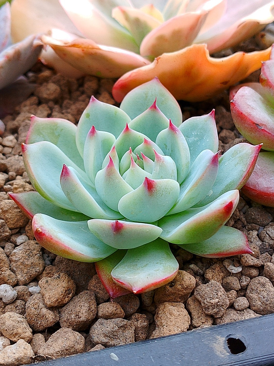 Echeveria Tippy | Maceta 3"