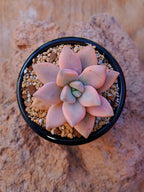 Echeveria Awayuki variegada