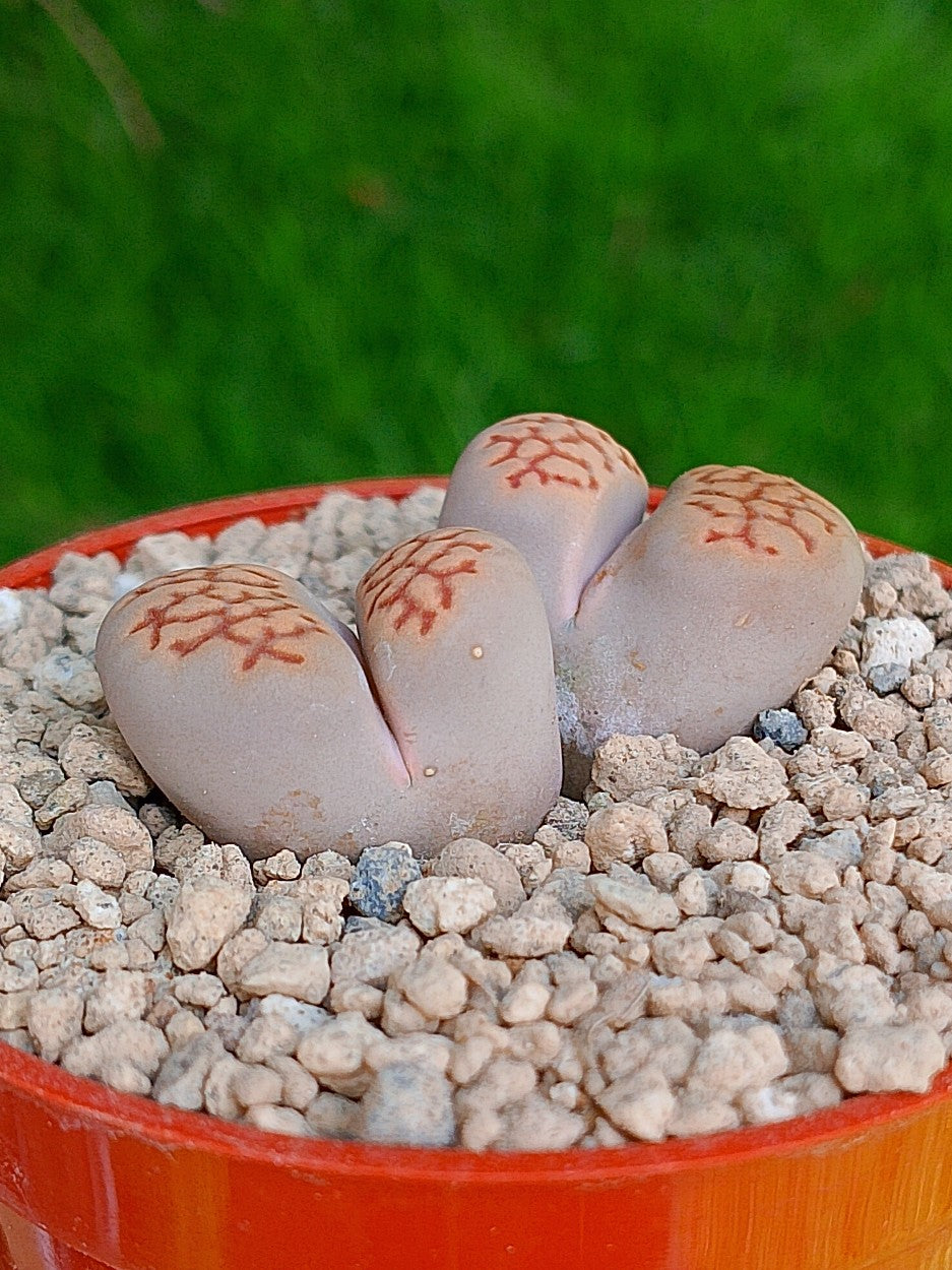 Lithops Hallii | 2 cabezas