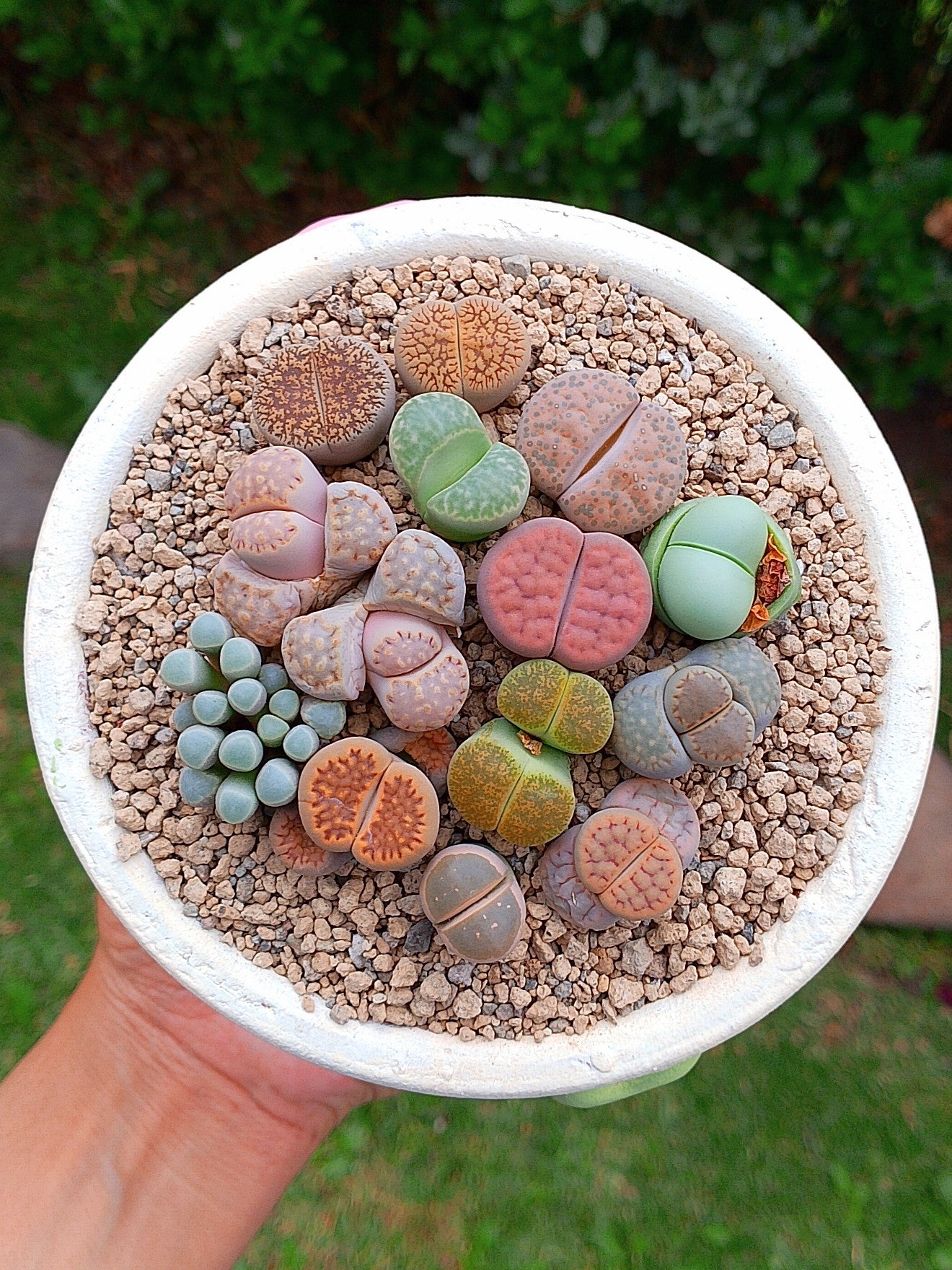 Paquete lithops Mix - circular corazón A
