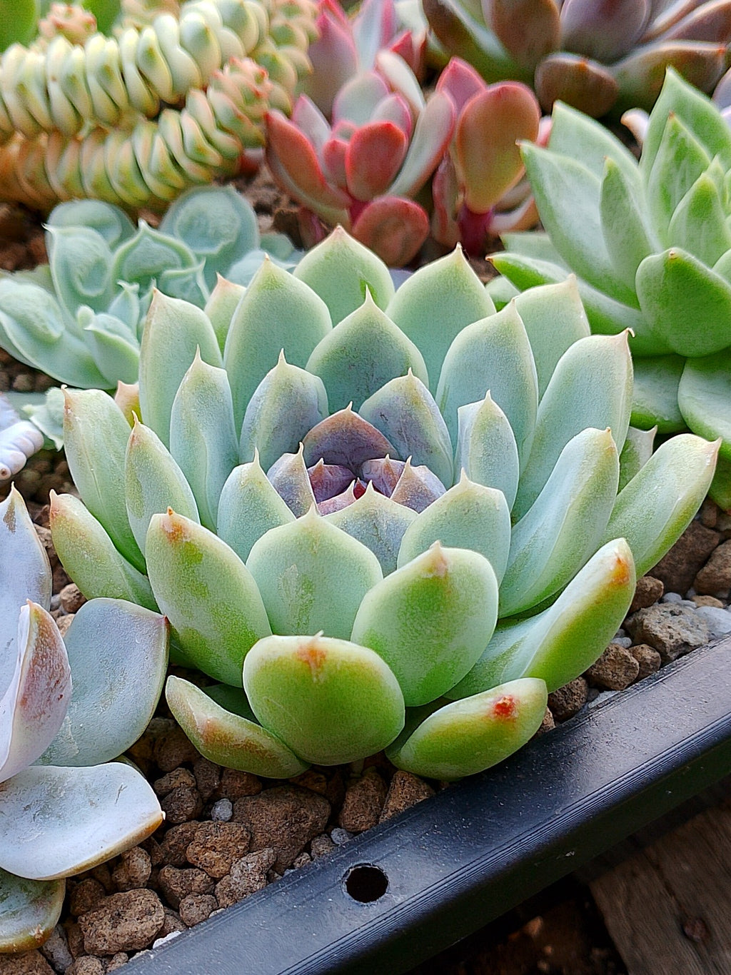 Echeveria Zixia fairy | maceta 3"