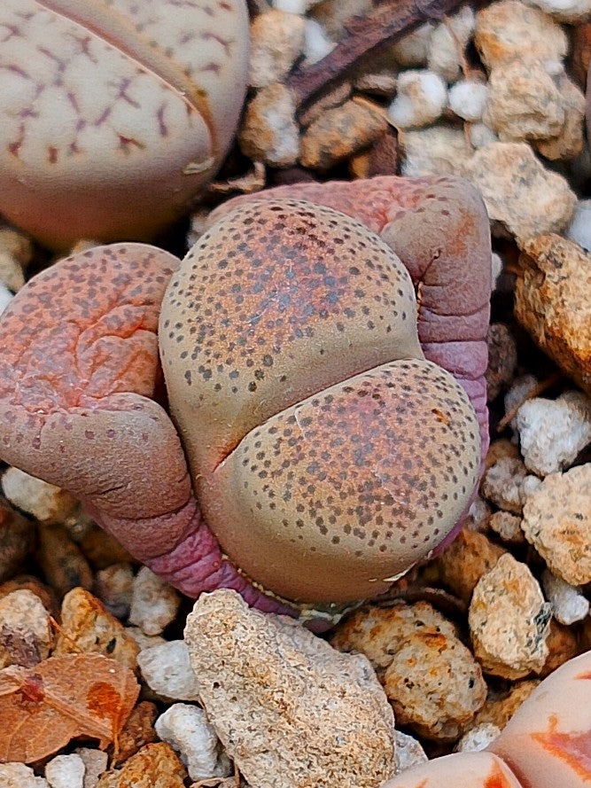 C134 Lithops terricolor (Prince Albert Form)