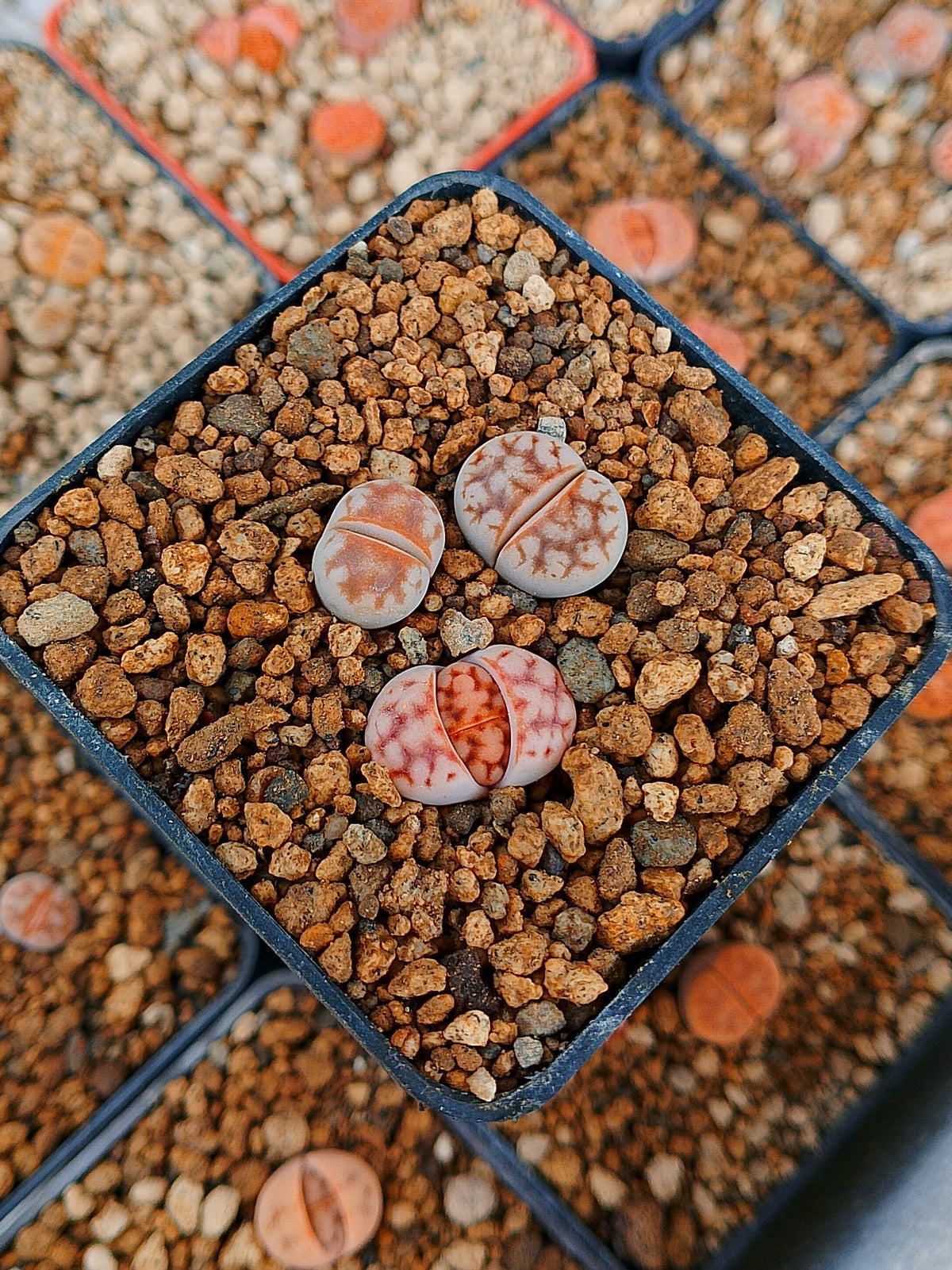 Paquete lithops Mix N | 1 año de edad