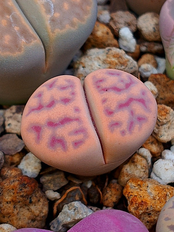 C181 	Lithops dinteri ssp. multipunctata 2 años