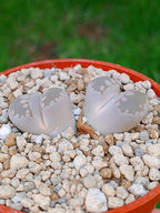 Lithops Otzeniana | 2 cabezas
