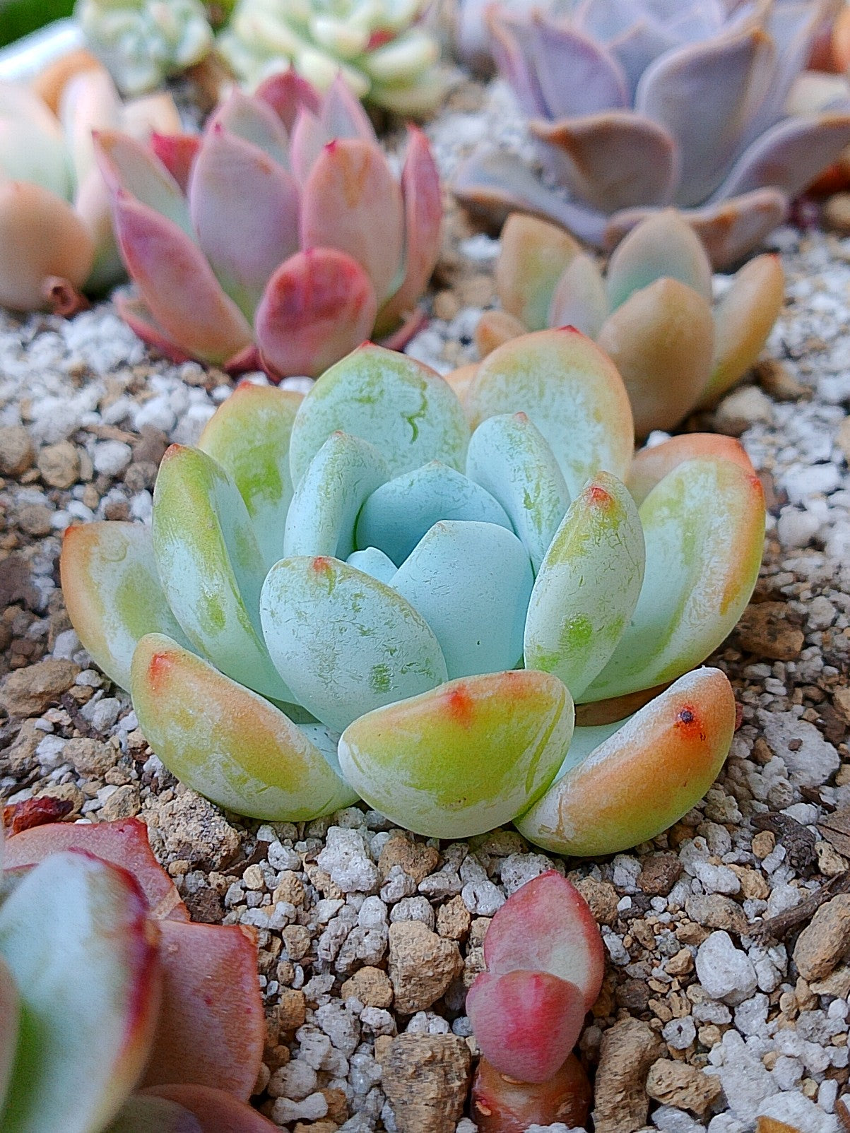 Echeveria White angel