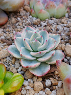 Mini Echeveria Atlantis variegada