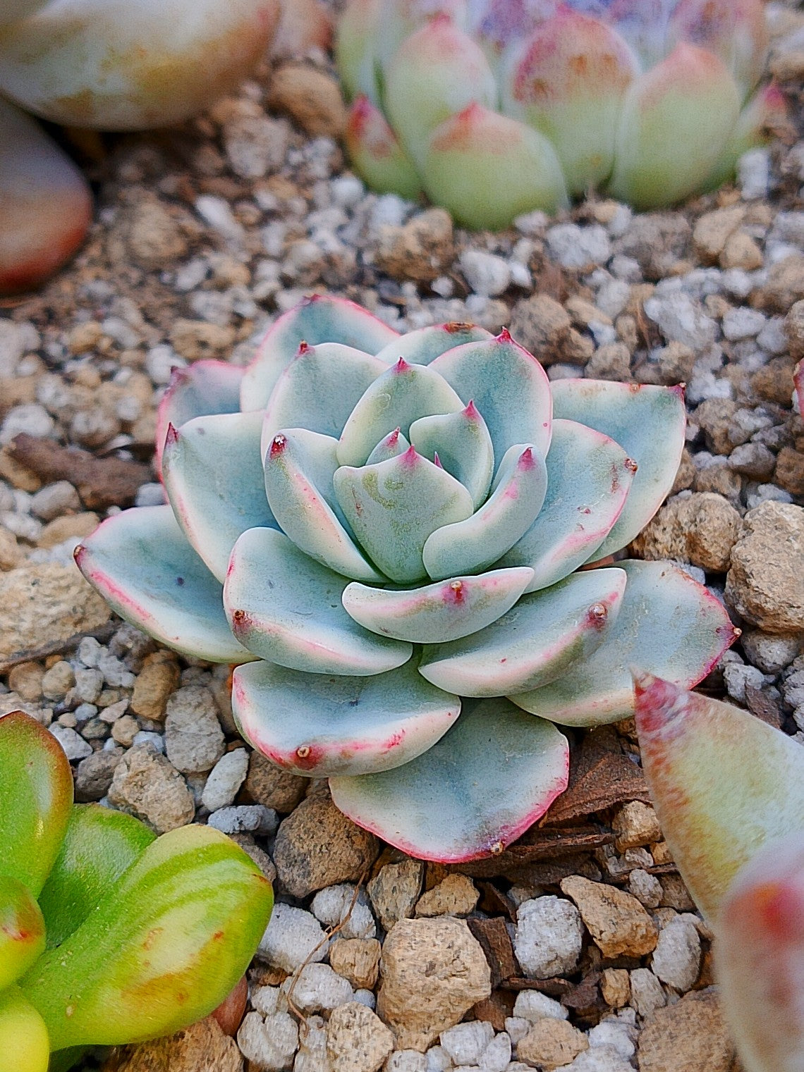 Mini Echeveria Atlantis variegada