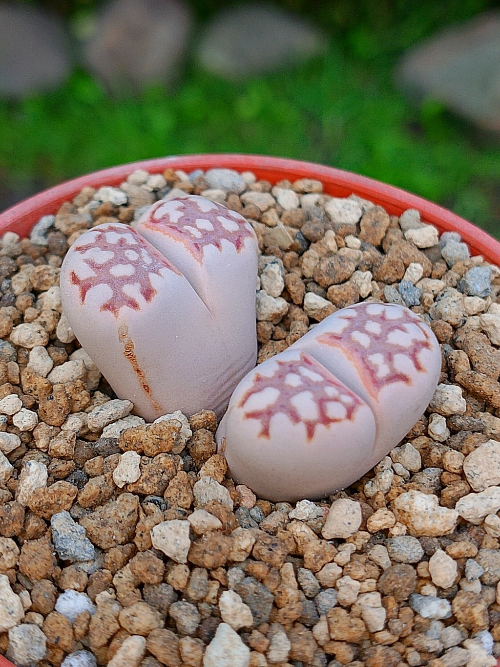 Lithops Julii | 2 cabezas