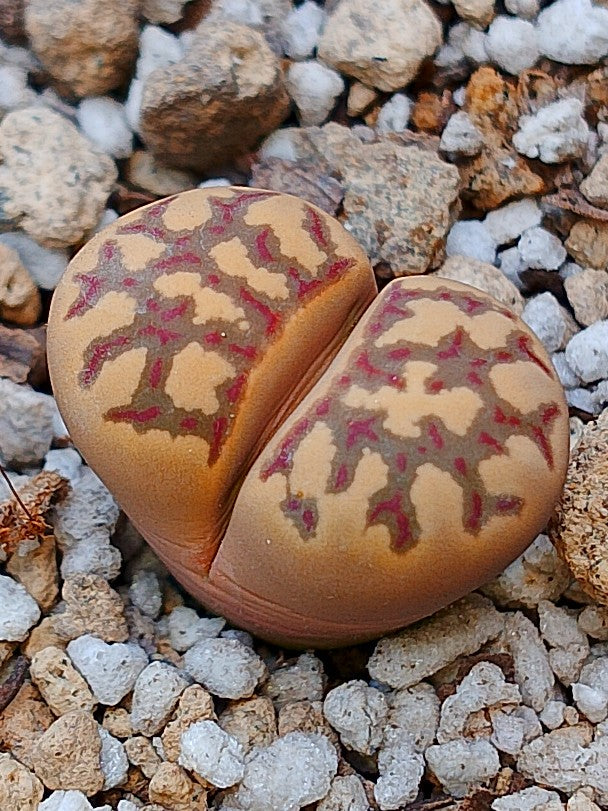C124 Lithops dorotheae