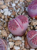 Lithops Salicola 'Satos Violet' 1.5 años