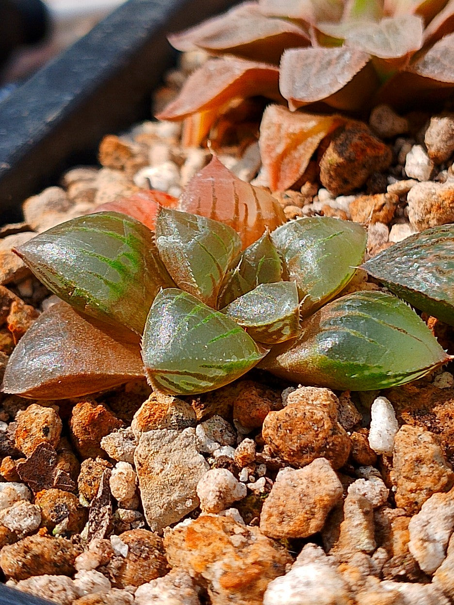 Haworthia RG B | maceta 2"