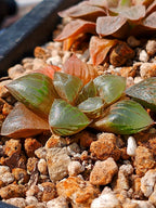 Haworthia RG B | maceta 2"