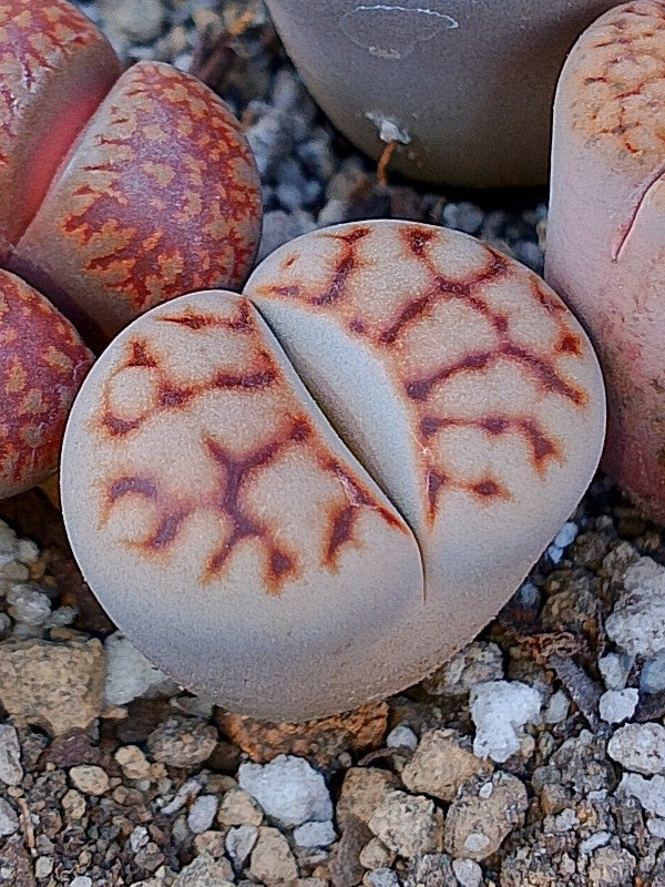 C065 	Lithops karasmontana ssp. karasmontana v. karasmontana (Signalberg Form)