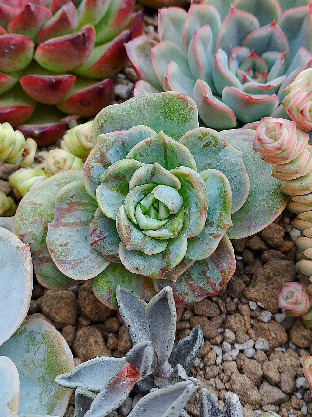 Graptoveria 'Lovely Rose' red monstrose | maceta 3"