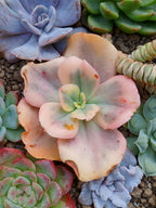 Echeveria Suyon White var| maceta 3.5"