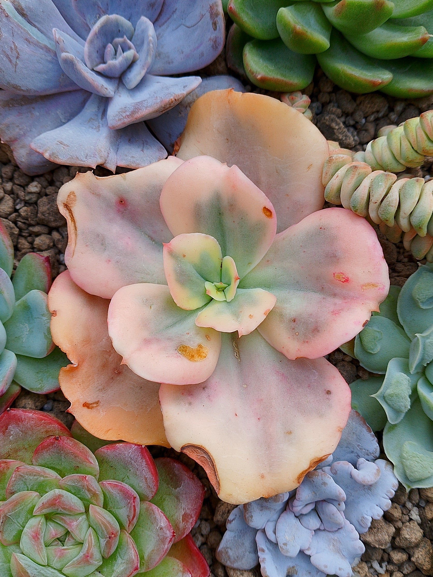 Echeveria Suyon White var| maceta 3.5"