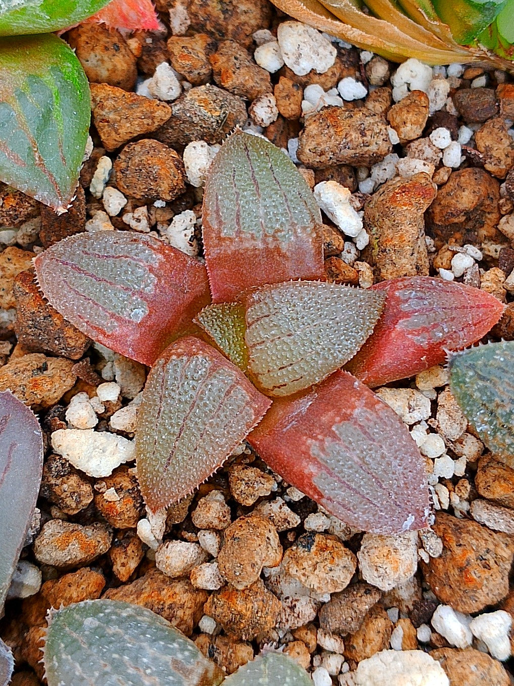 Haworthia RG M | maceta 2"