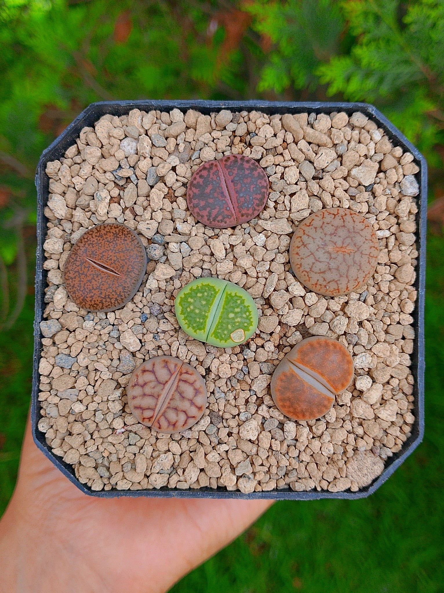 Paquete lithops cultivares H | maceta de 3.5"