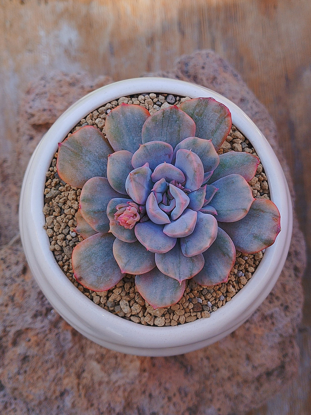 Echeveria pinky punky variegada