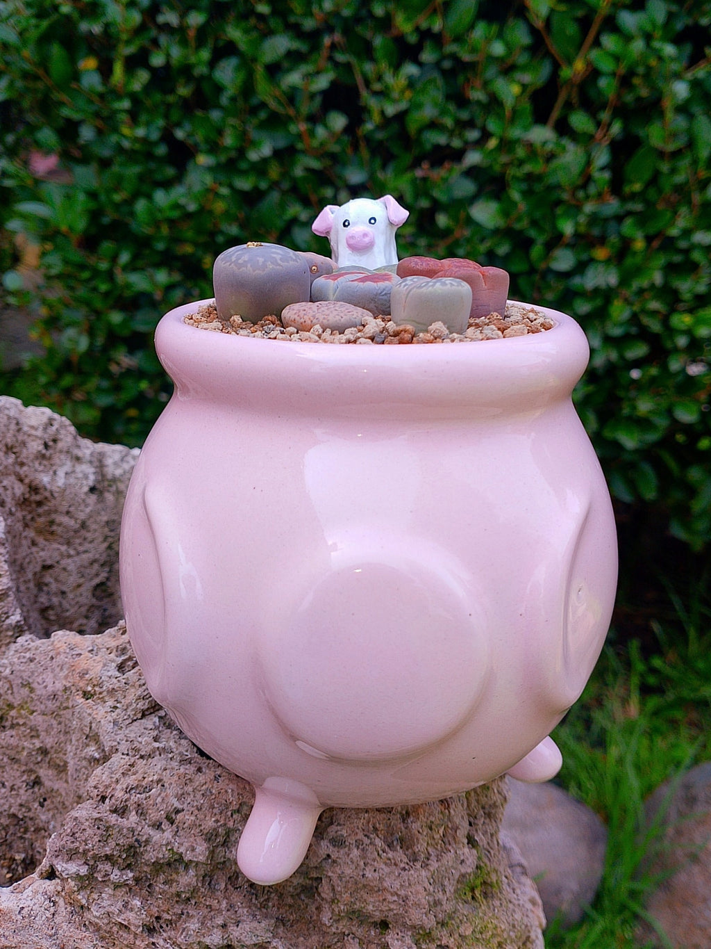 Paquete lithops Mix - Caldero puerquifantasma