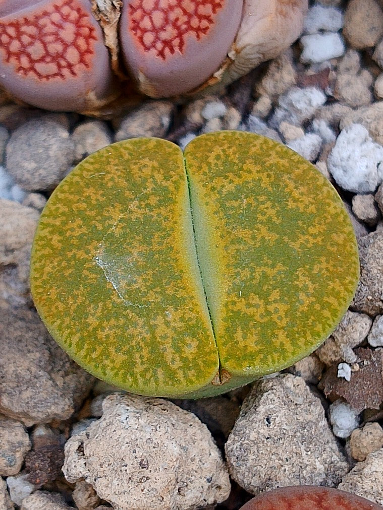 C036B 	Lithops lesliei ssp. lesliei v. lesliei 'Storms’s Albinigold'