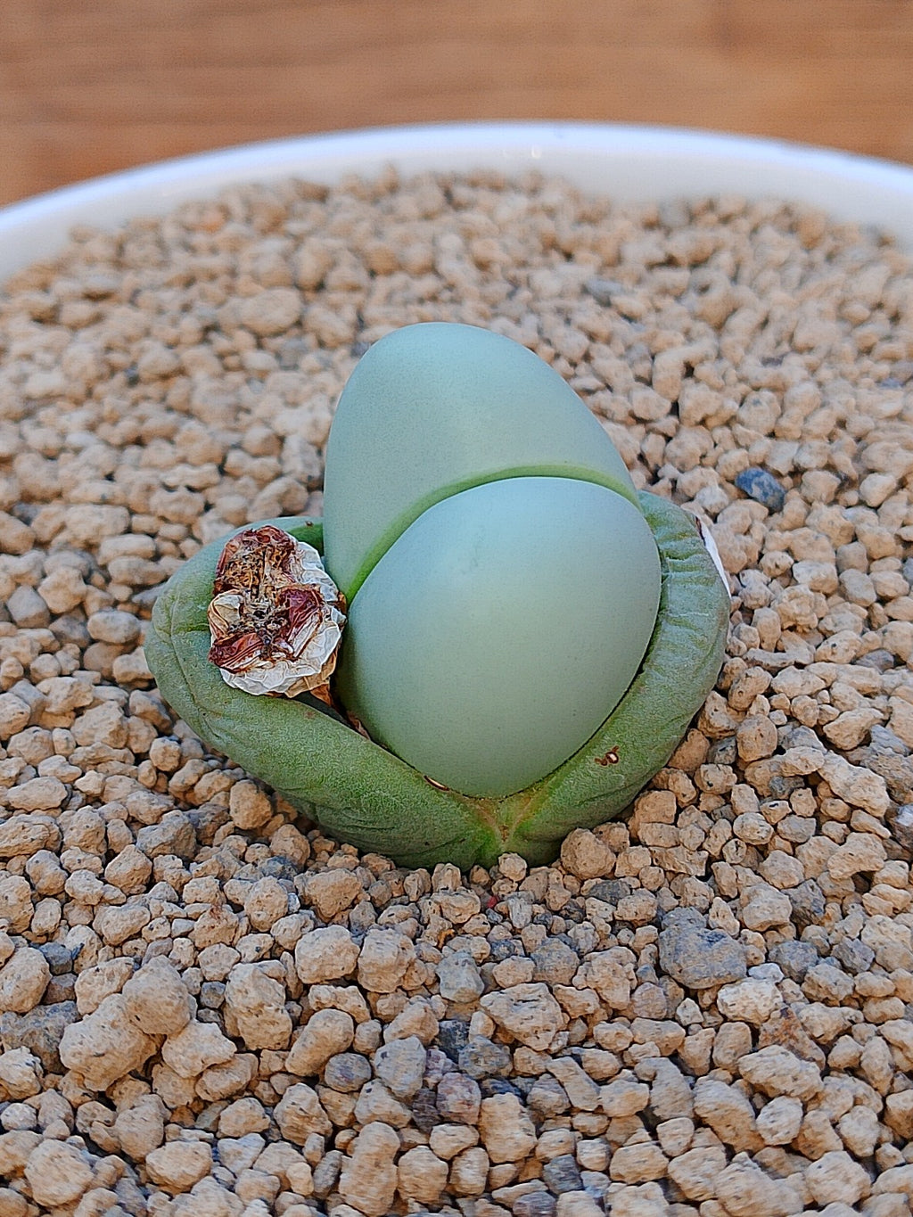 Argyroderma Delaetti