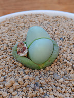 Argyroderma Delaetti