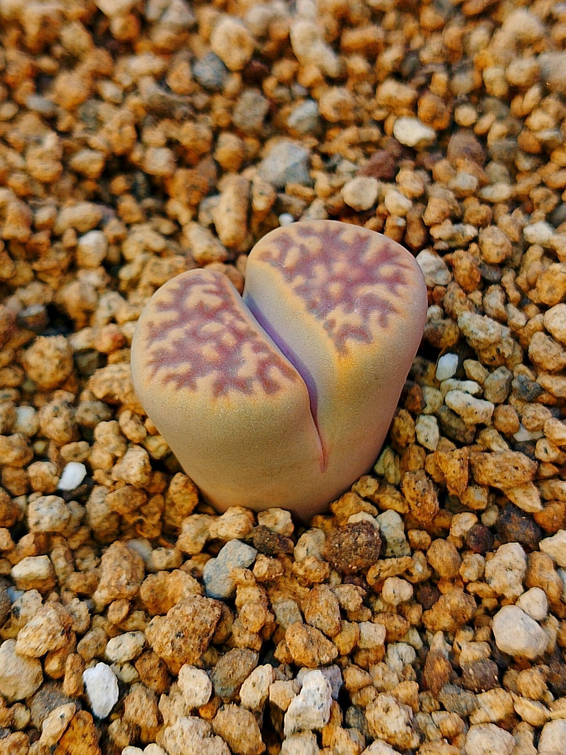 C108 Lithops karasmontana ssp. bella