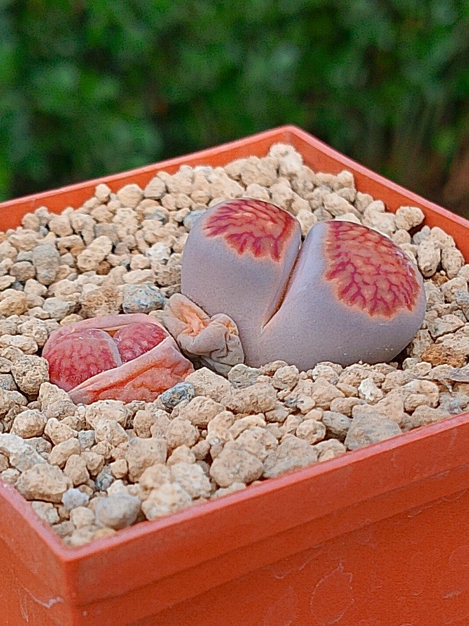 Lithops Kikushogiyoku | 2 cabezas