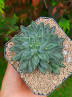 Pachyphytum compactum A | maceta 3.5"