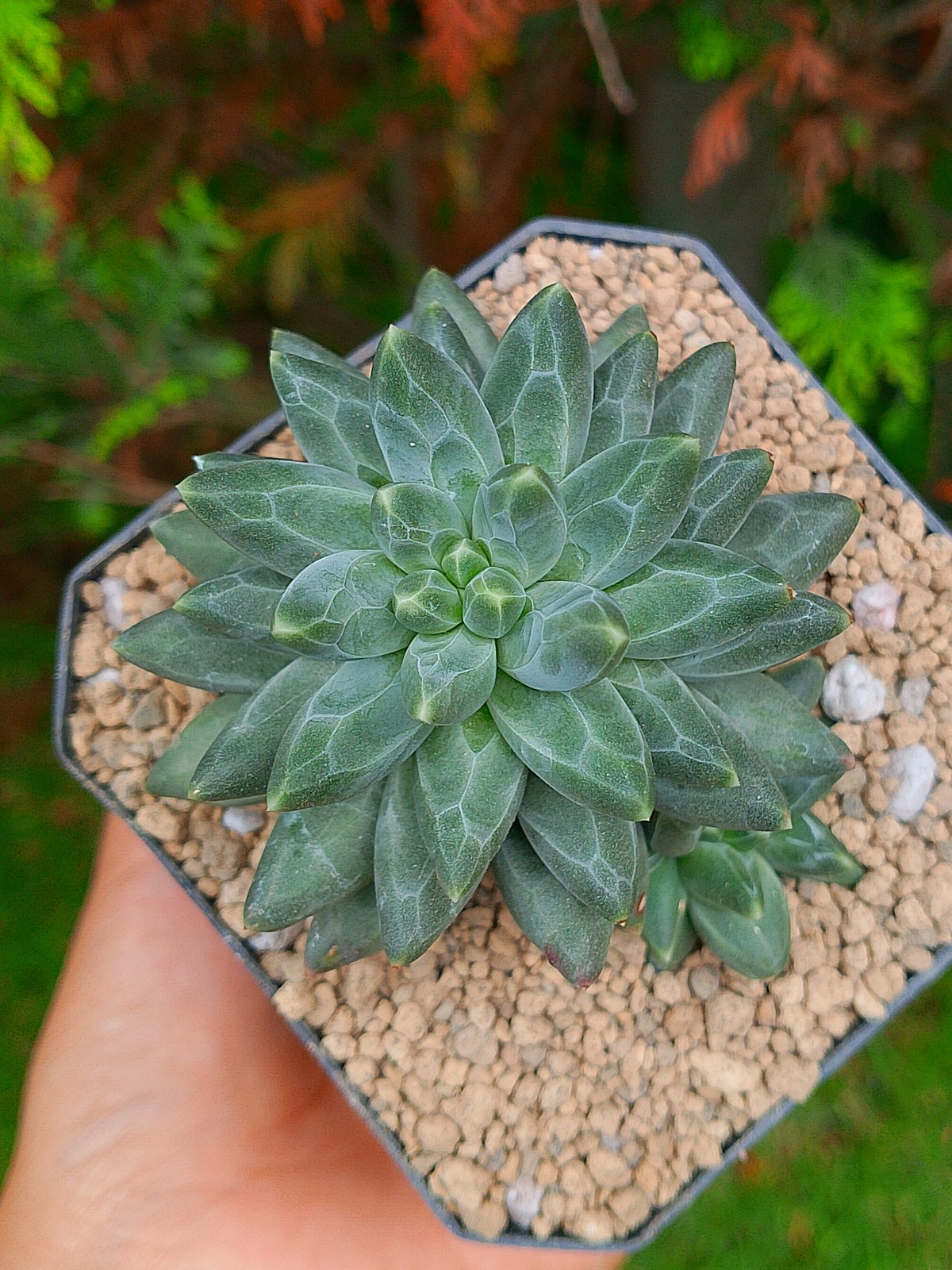 Pachyphytum compactum A | maceta 3.5"