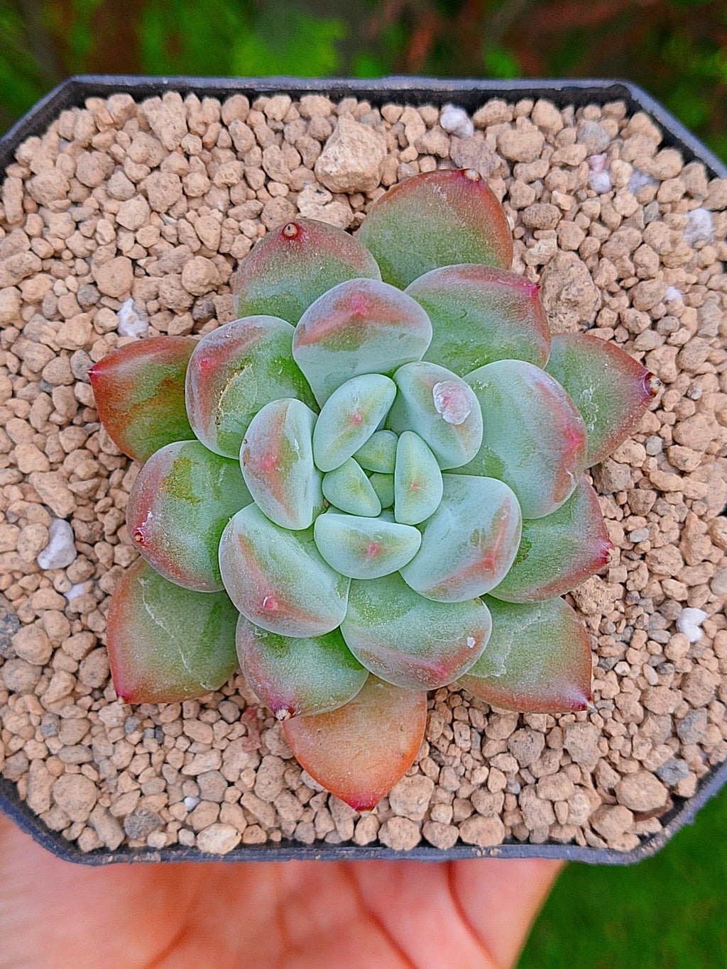 Echeveria Maverick B | maceta 3"