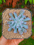 Echeveria Pig noise B | maceta 3"