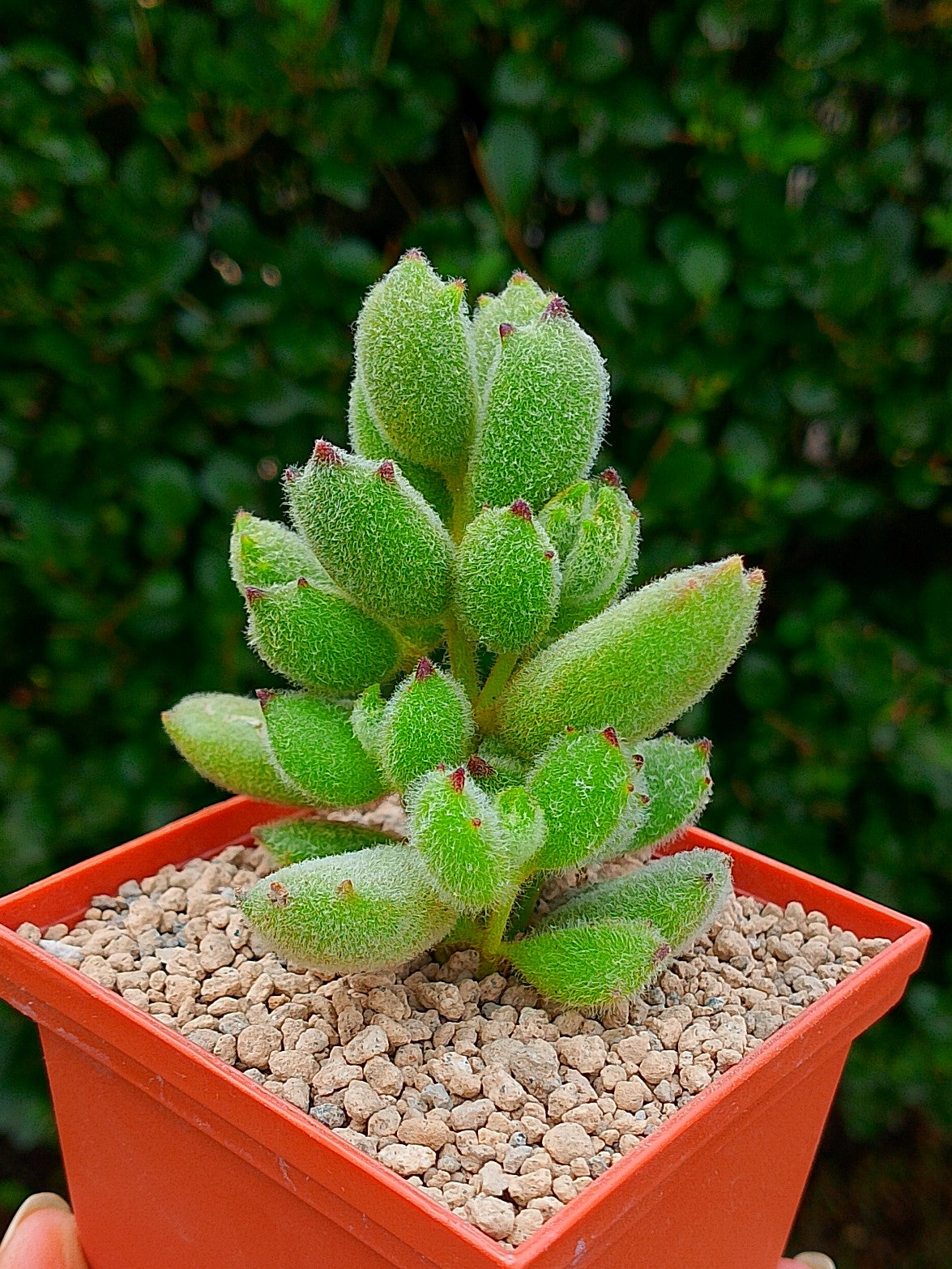 Cotyledon "Garrita de gato" | maceta 3"