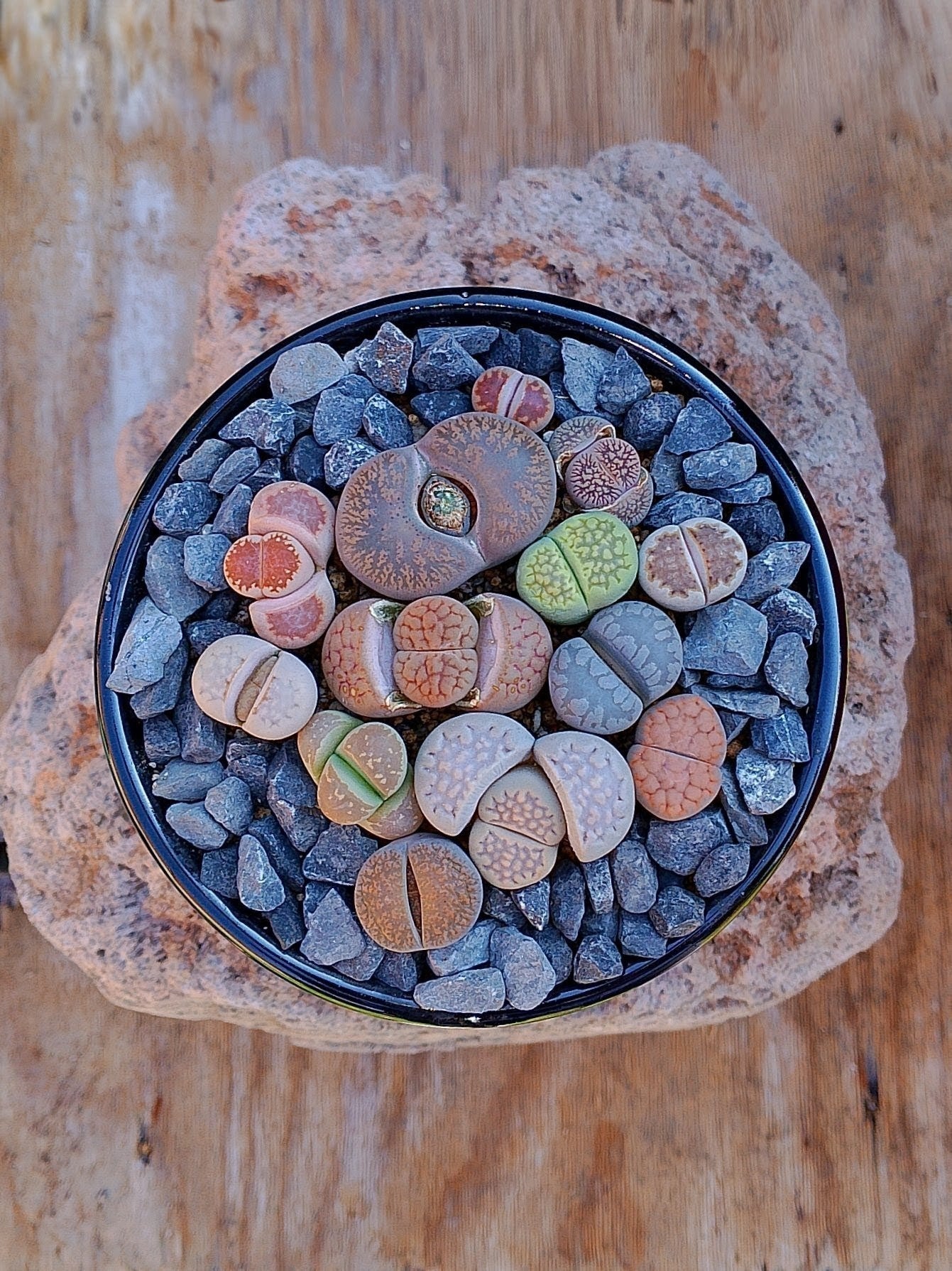 Paquete lithops Mix - circular I