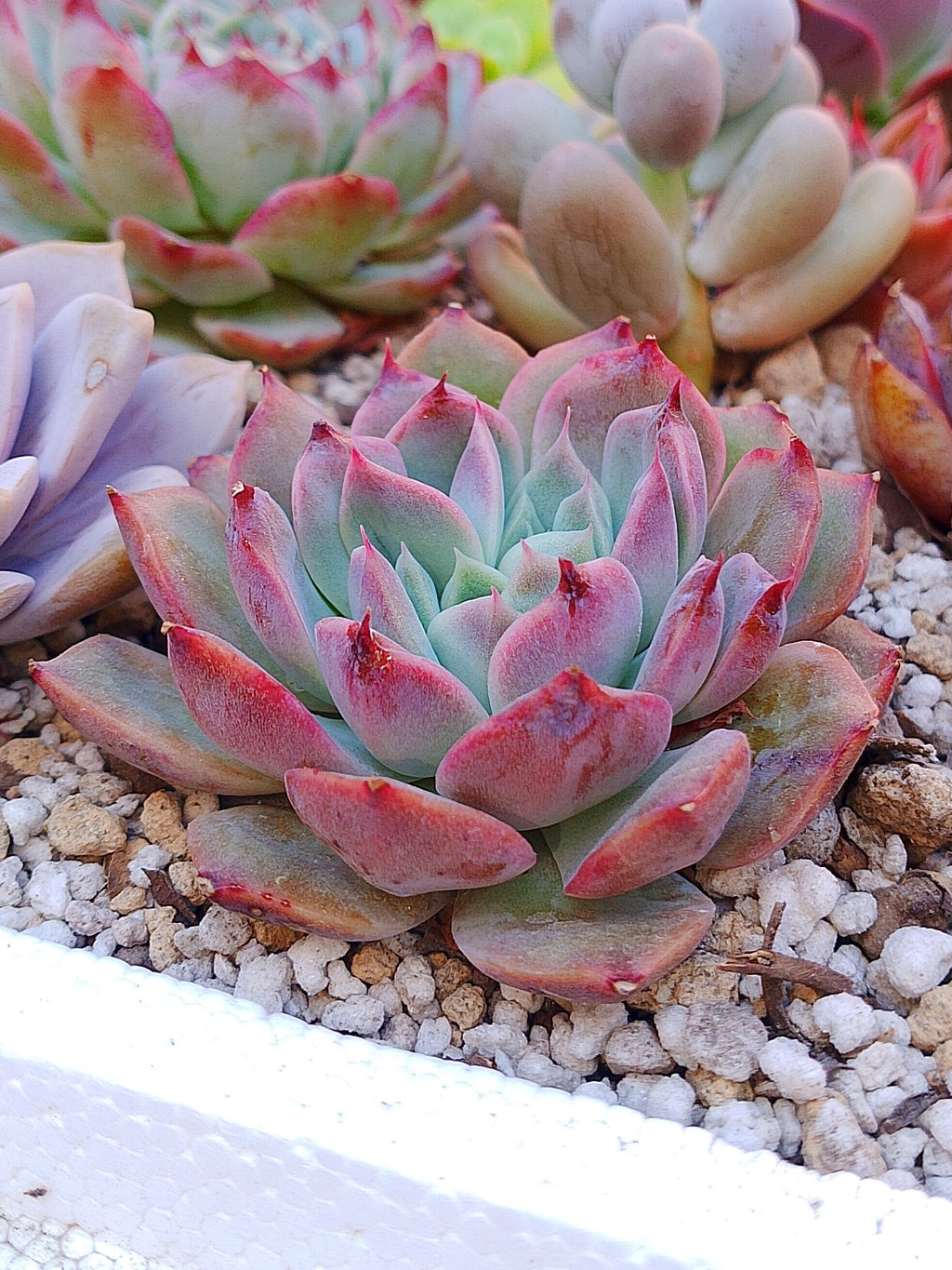 Echeveria Dior | maceta 3.5"
