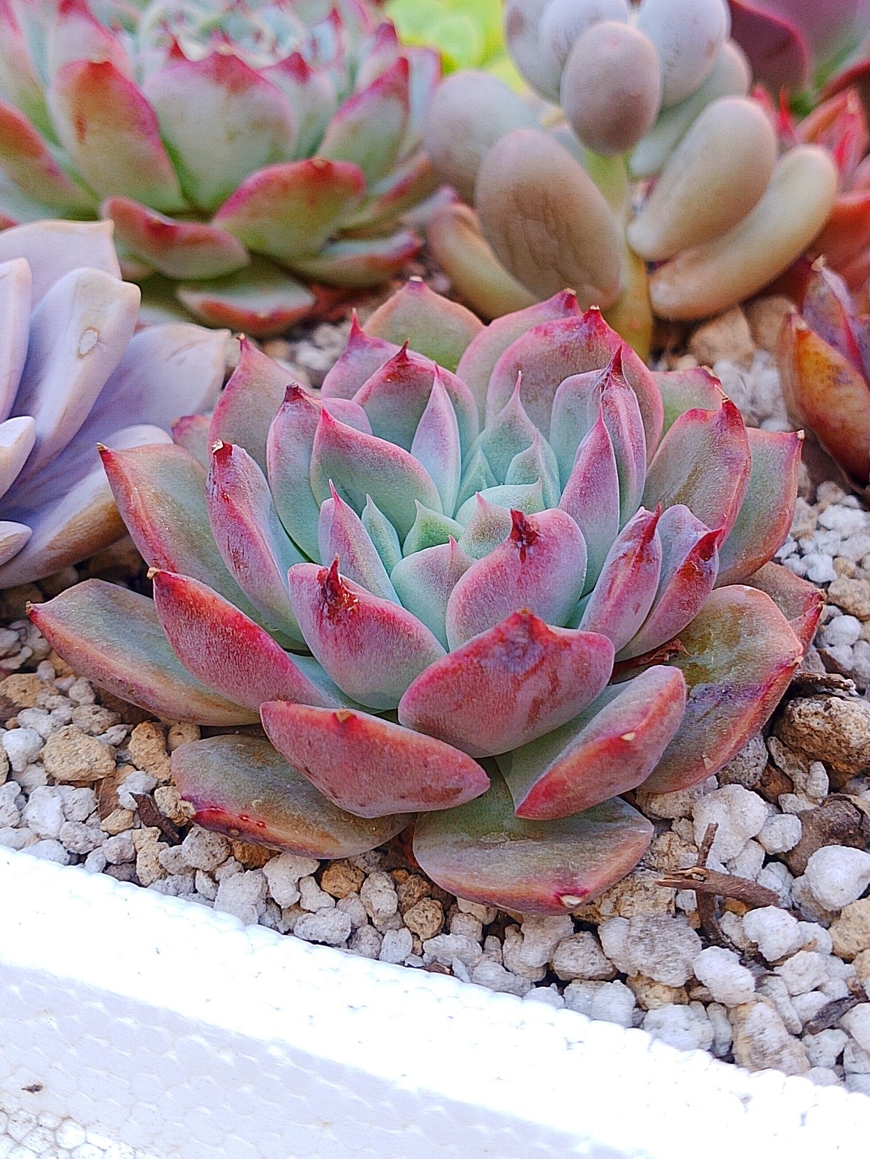 Echeveria Dior | maceta 3.5"