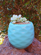 Sedum clavatum variegado