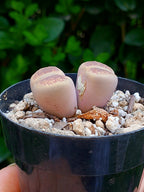 Lithops Aucampiae| 2 cabezas
