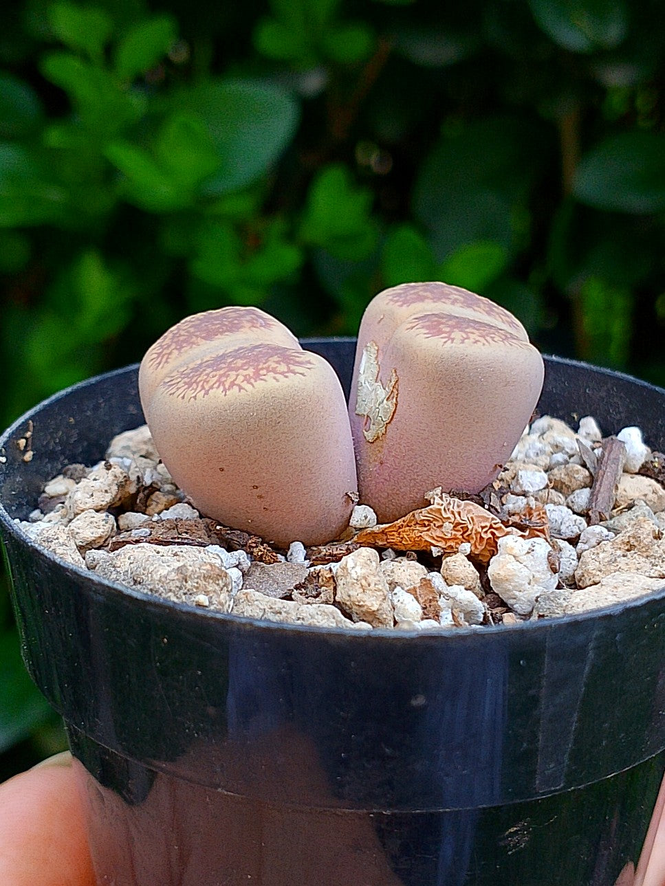Lithops Aucampiae| 2 cabezas